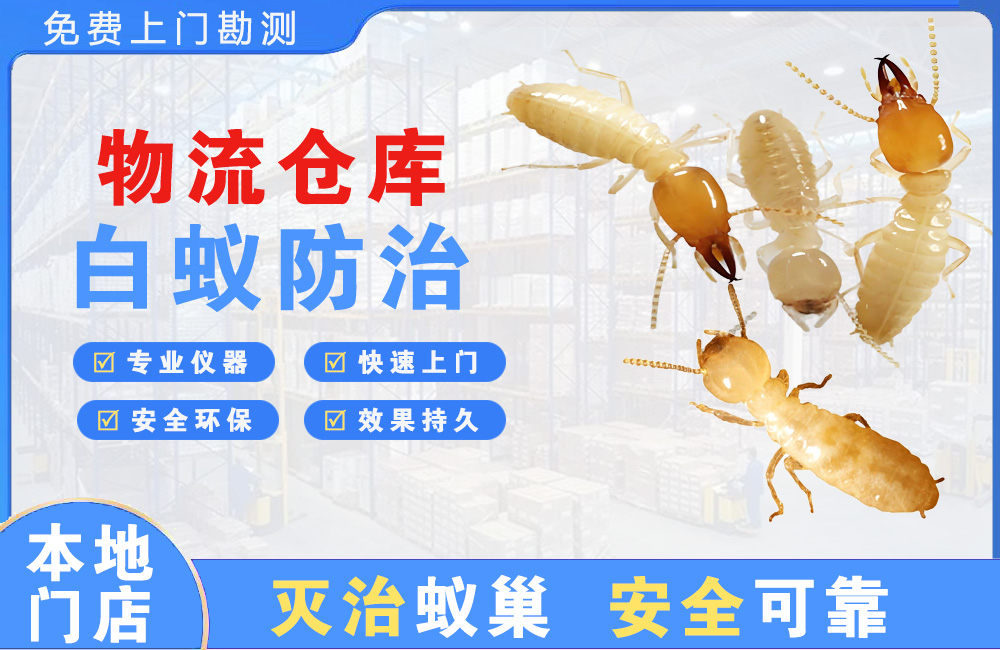 瑞安物流仓库白蚁防治